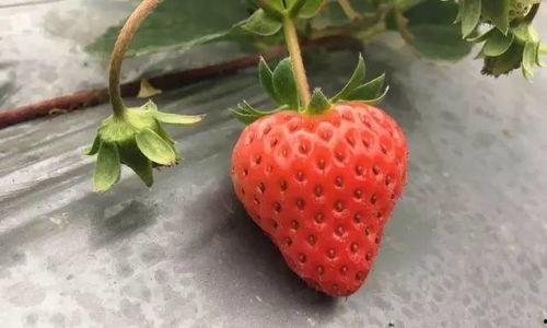 草莓国产视频,探寻本土草莓种植的魅力与风采 第2张 草莓国产视频,探寻本土草莓种植的魅力与风采 第2张