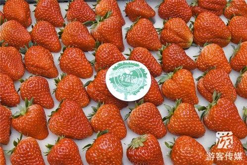 草莓国产视频,探寻本土草莓种植的魅力与风采 第3张 草莓国产视频,探寻本土草莓种植的魅力与风采 第3张